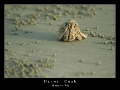 Hermit crab