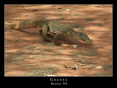 Goanna
