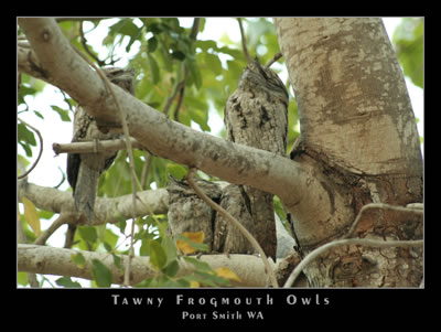 Owls